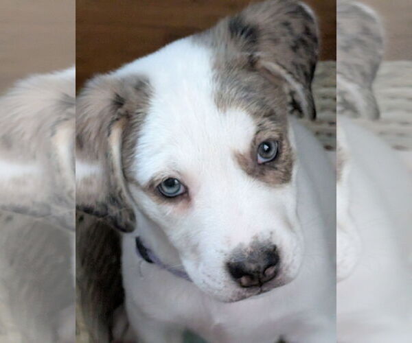 Medium Photo #3 Labrenees Puppy For Sale in Brooklyn Center, MN, USA