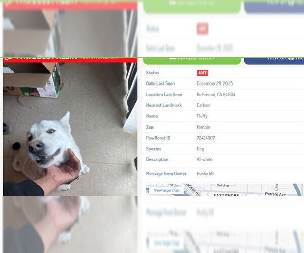 Medium Photo #1 Siberian Husky-Unknown Mix Puppy For Sale in Berkeley , CA, USA