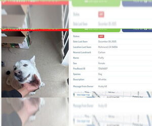 Siberian Husky-Unknown Mix Dogs for adoption in Berkeley , CA, USA