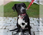 Small #3 Labrador Retriever Mix