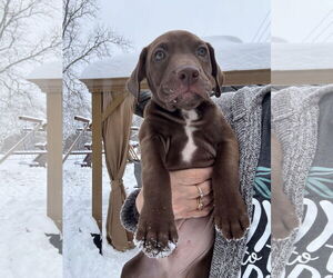 American Staffordshire Terrier-Unknown Mix Dogs for adoption in Duluth, MN, USA