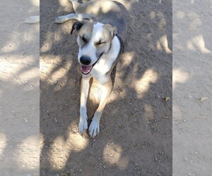 Holly - Female Greyhound-Sloughi Mix Dog for Adoption - Photo #4