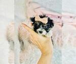 Small #22 Morkie