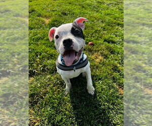 Boxer-Unknown Mix Dogs for adoption in South Bend, IN, USA