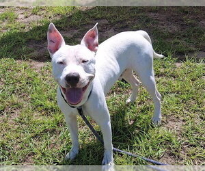 ELI - Male Staffordshire Bull Terrier Dog for Adoption - Photo #2