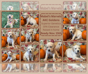 Golden Retriever Litter for sale in VERSAILLES, KY, USA