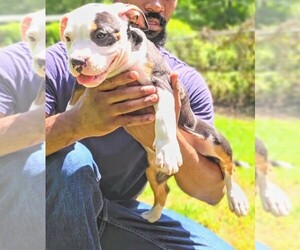 American Bully Puppy for sale in SPANISH LAKE, MO, USA