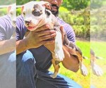 Image preview for Ad Listing. Nickname: Roscoe
