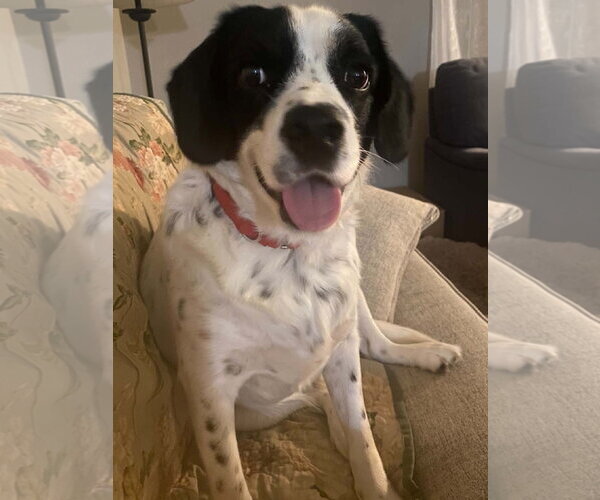 Medium Photo #3 Lab-Pointer Puppy For Sale in Cookeville, TN, USA