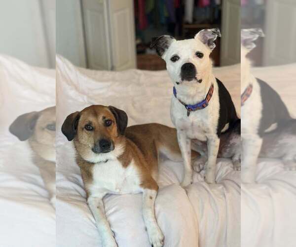 Medium Photo #7 Mutt Puppy For Sale in Abbeville, LA, USA