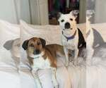 Small Photo #7 Mutt Puppy For Sale in Abbeville, LA, USA
