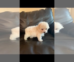 Poodle (Toy) Puppy for sale in CHOWCHILLA, CA, USA