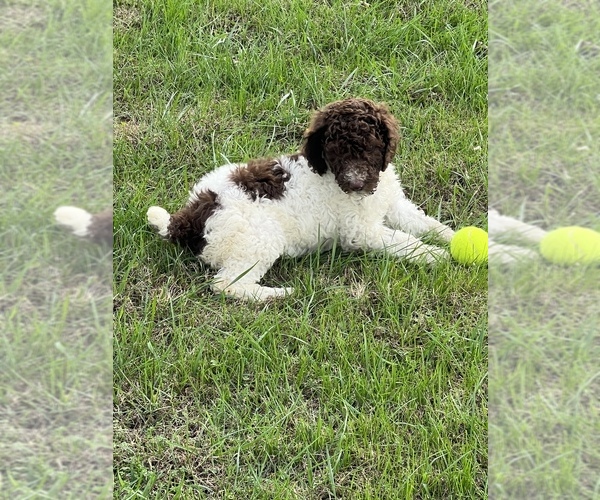 Medium Photo #1 Poodle (Standard) Puppy For Sale in LAWRENCEBURG, TN, USA
