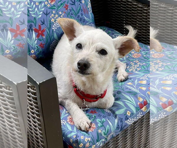 Medium Photo #4 Mutt Puppy For Sale in Arlington, VA, USA