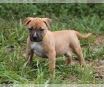 Small #21 American Pit Bull Terrier
