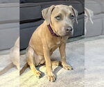 Small Photo #6 Black Mouth Cur-Unknown Mix Puppy For Sale in Boston, MA, USA