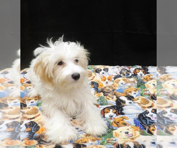 Medium Photo #4 Maltipoo (Miniature) Puppy For Sale in PATERSON, NJ, USA