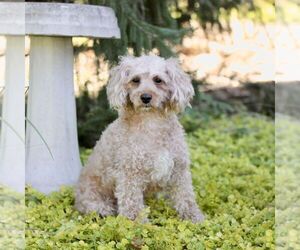 Mother of the Cavapoo (Miniature) puppies born on 08/24/2026