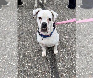 Boxer-Unknown Mix Dogs for adoption in Minneapolis, MN, USA