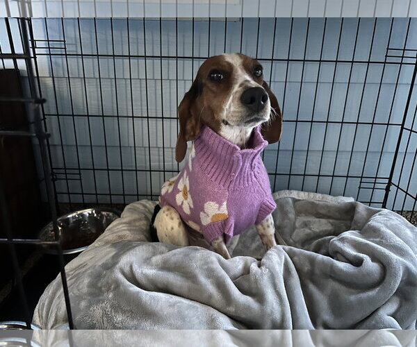 Medium Photo #1 American Staffordshire Terrier-Unknown Mix Puppy For Sale in Oakhurst, NJ, USA