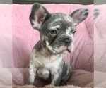 Small #2 French Bulldog