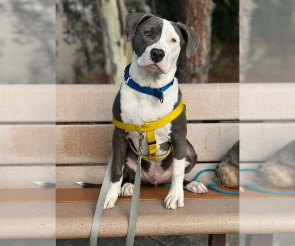 Medium Photo #1 American Staffordshire Terrier-Unknown Mix Puppy For Sale in San Juan Capistrano, CA, USA