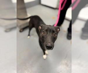 Labrador Retriever-Unknown Mix Dogs for adoption in Peoria, IL, USA