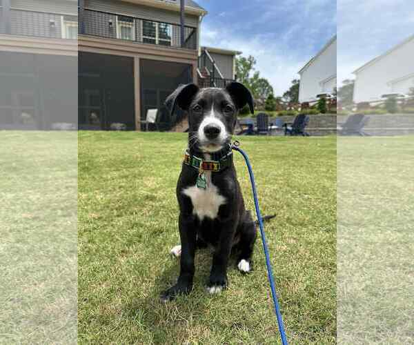 Medium Photo #3 Mutt Puppy For Sale in Greenville, SC, USA