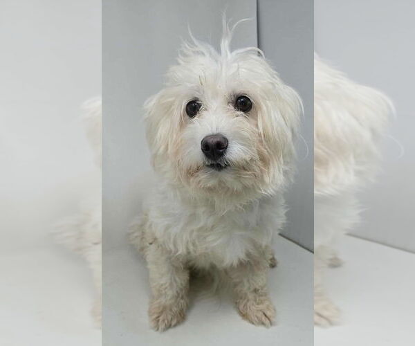 Medium Photo #1 Maltipoo Puppy For Sale in Brewster, NY, USA