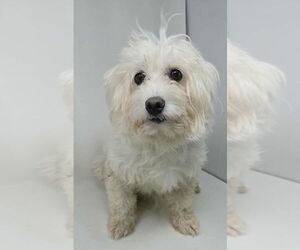 Maltipoo Dogs for adoption in Brewster, NY, USA