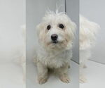 Small Maltipoo