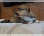 Small Photo #18 Australian Shepherd-Pembroke Welsh Corgi Mix Puppy For Sale in GALLEGOS, NM, USA