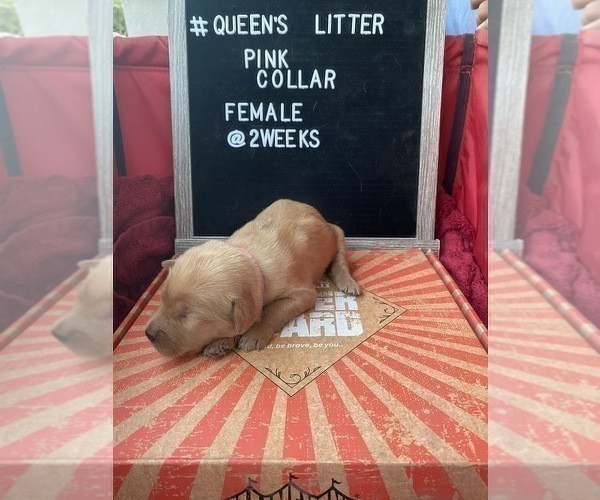 Full screen Photo #5 Golden Retriever Puppy For Sale in ONTARIO, CA, USA