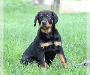 Rottweiler Puppy for sale in FREDERICKSBG, OH, USA