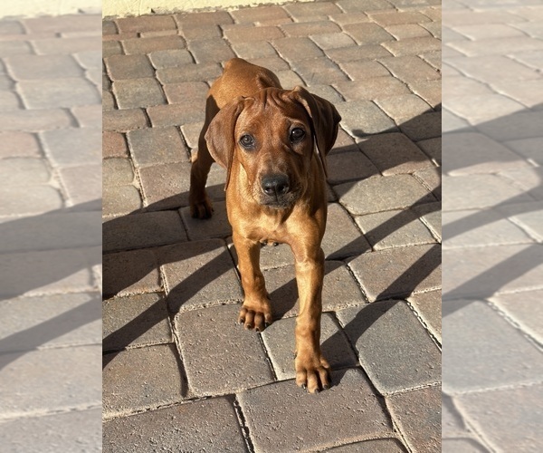 Medium Photo #8 Rhodesian Ridgeback Puppy For Sale in SURPRISE, AZ, USA