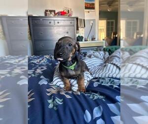 Dachshund Puppy for Sale in LOS ANGELES, California USA