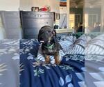 NA - Male Dachshund Puppy for Sale - Small photo