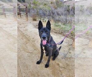 Medium German Shepherd Dog Mix