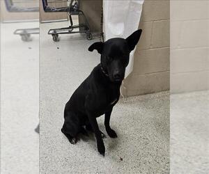 Labrador Retriever-Unknown Mix Dogs for adoption in Conroe, TX, USA