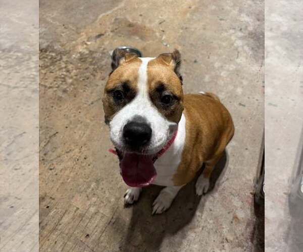 Medium Photo #1 Mutt Puppy For Sale in Rootstown, OH, USA