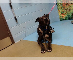 Great Dane-Unknown Mix Dogs for adoption in Moreno Valley, CA, USA