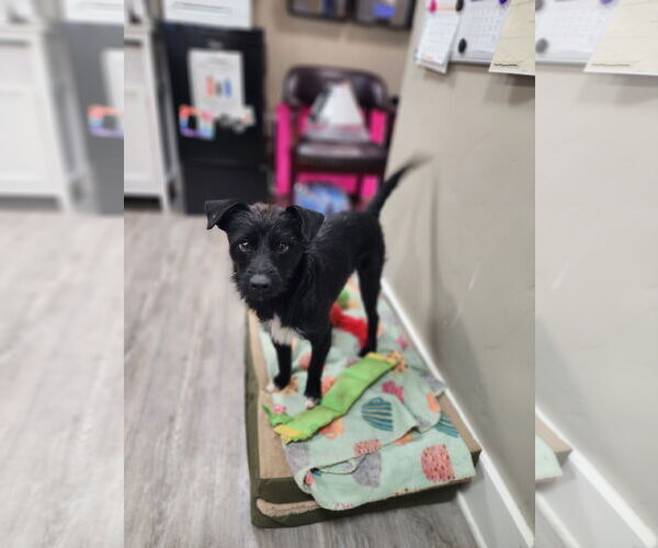 Medium Photo #1 Mutt Puppy For Sale in Emmett, ID, USA