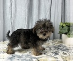 Small #8 Schnoodle (Standard)
