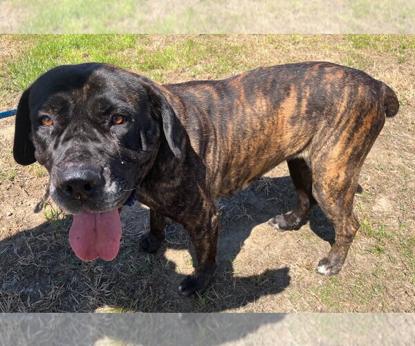 Medium Photo #3 Mastiff Puppy For Sale in Penngrove, CA, USA