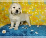 Small Photo #20 English Cream Golden Retriever Puppy For Sale in PEYTON, CO, USA