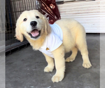 Small Photo #4 English Cream Golden Retriever Puppy For Sale in BROOKSVILLE, FL, USA