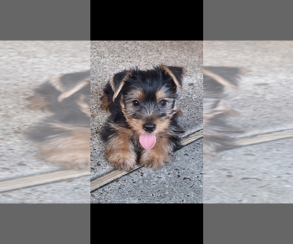 Medium Photo #4 Yorkshire Terrier Puppy For Sale in HOUSTON, TX, USA