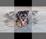 Small #3 Yorkshire Terrier