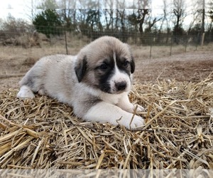 Anatolian Shepherd Puppy for sale in COMMERCE, TX, USA