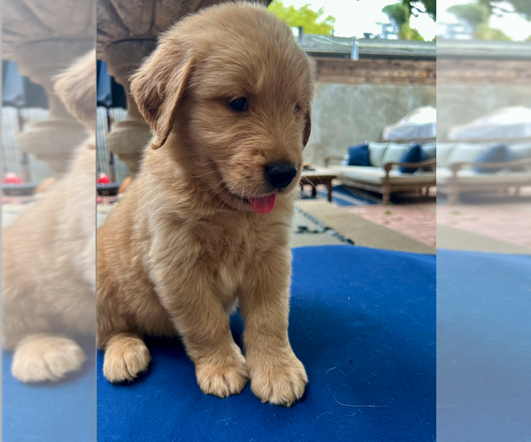 Medium Photo #6 Golden Retriever Puppy For Sale in WOODLAND HILLS, CA, USA